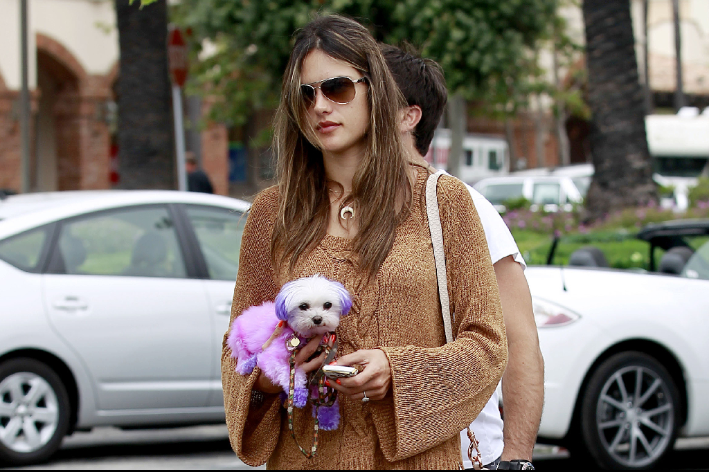 Hund, Mode, Hollywood, Jamie Mazur, kändis, Victorias Secret, Alessandra Ambrosio