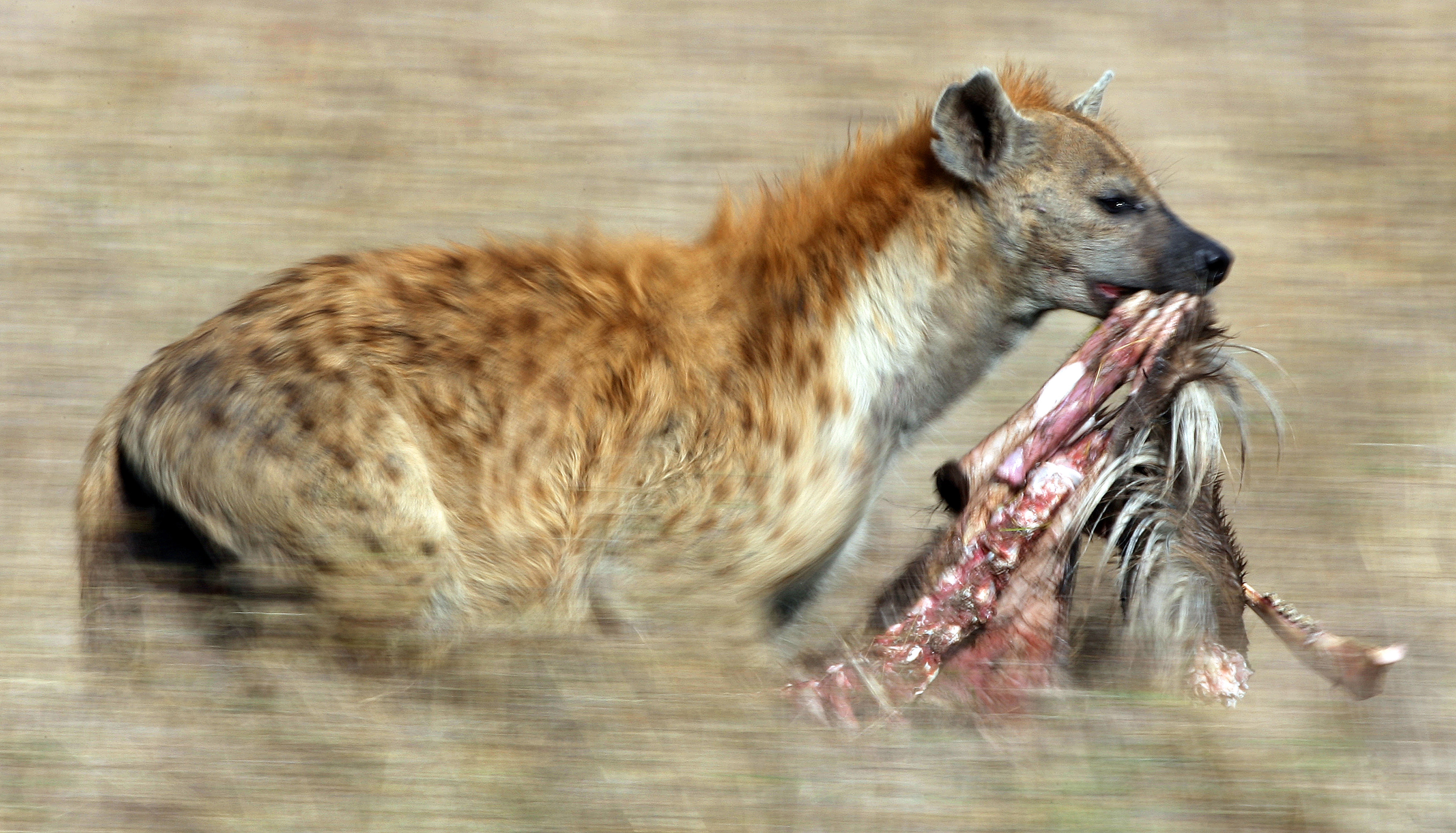 Hyena, Hyenor, Kenya