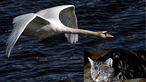 Katt, Flygtur, Finland, Svan