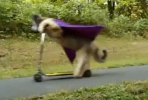 Hund, Super, Sparkcykel, Cykel, Video, Djur, Tricks