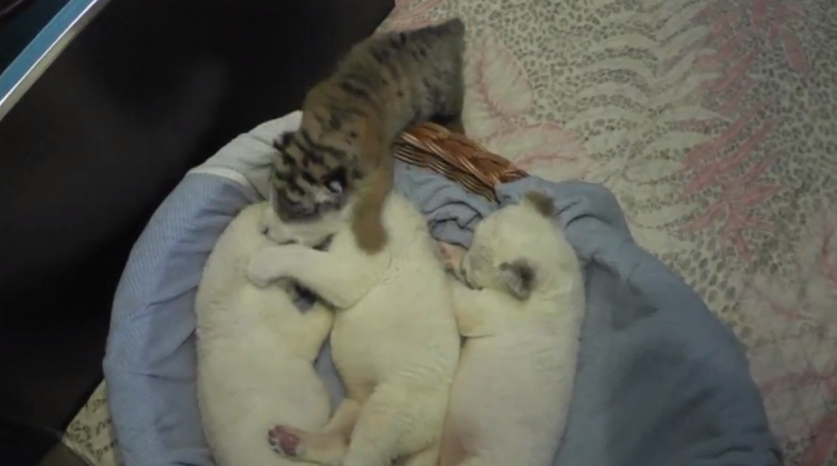 sibiriska tigrar, Sibirisk tiger, Video, nyfödda