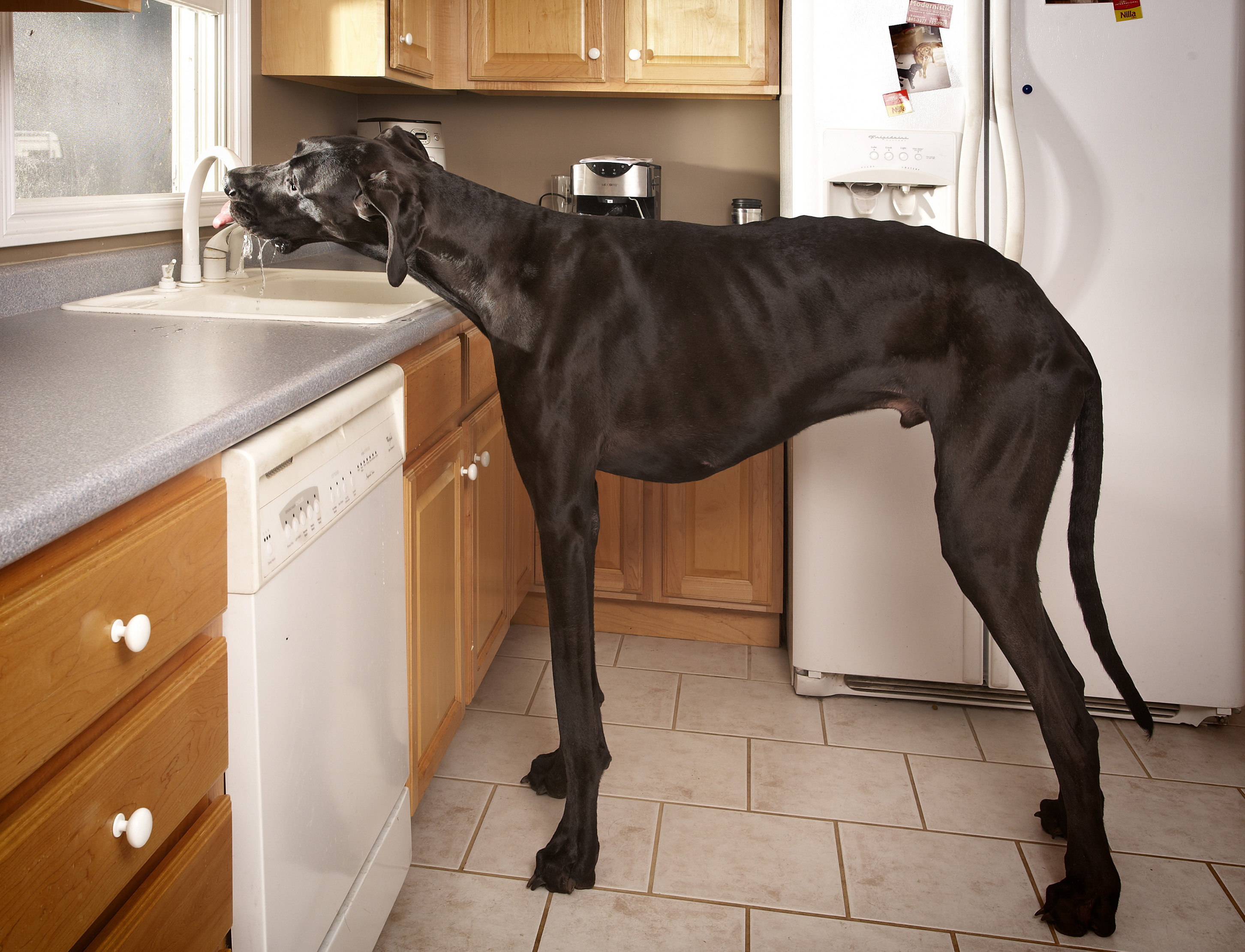Hund, Grand danois, Världsrekord