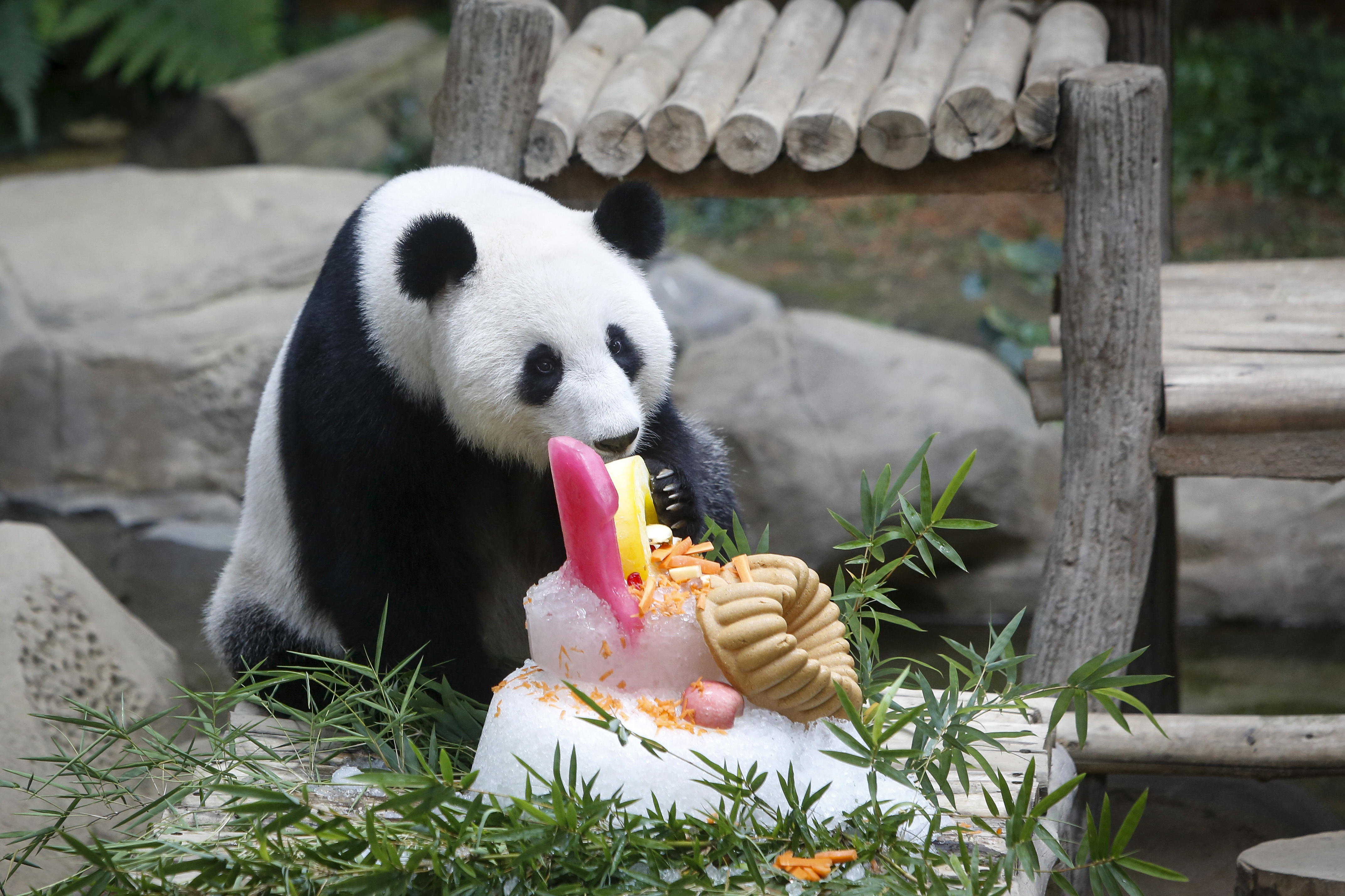Panda fyller 10 år