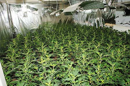 Son, Narkotika, Marijuana, Kriminellt, Nybro, Cannabis, Får, Berusning, Odling, Pappa, Cannabisodling