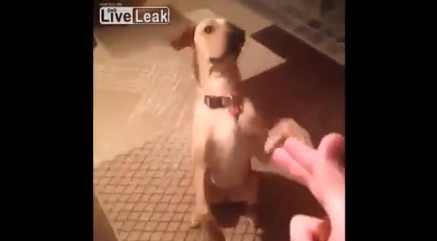Hund, VideoExtra,  hundtricks