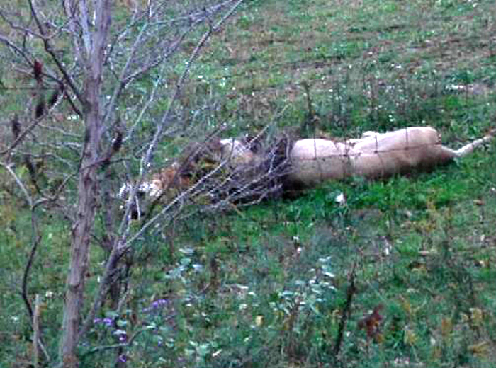 Självmord, vargar, Djurpark, Ohio, Tigrar