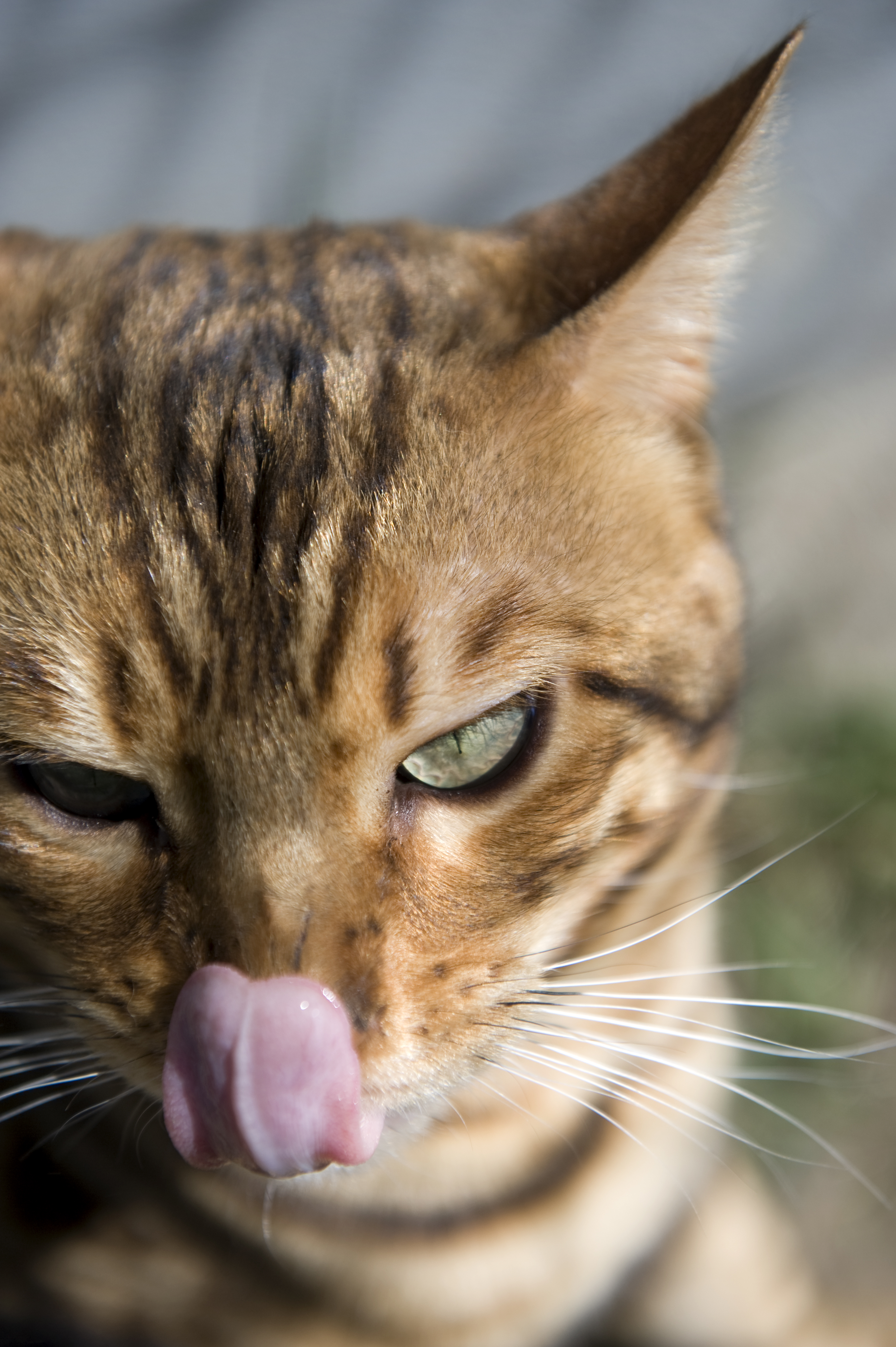 Katter, Sommarkatter