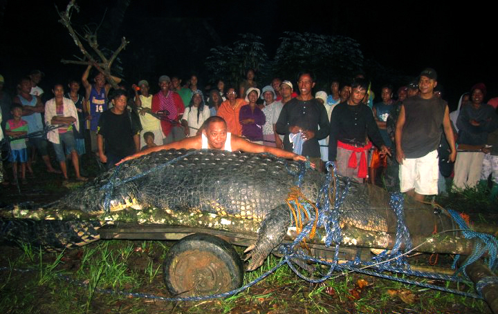 Död, världens största, Guinness World Records, Krokodil