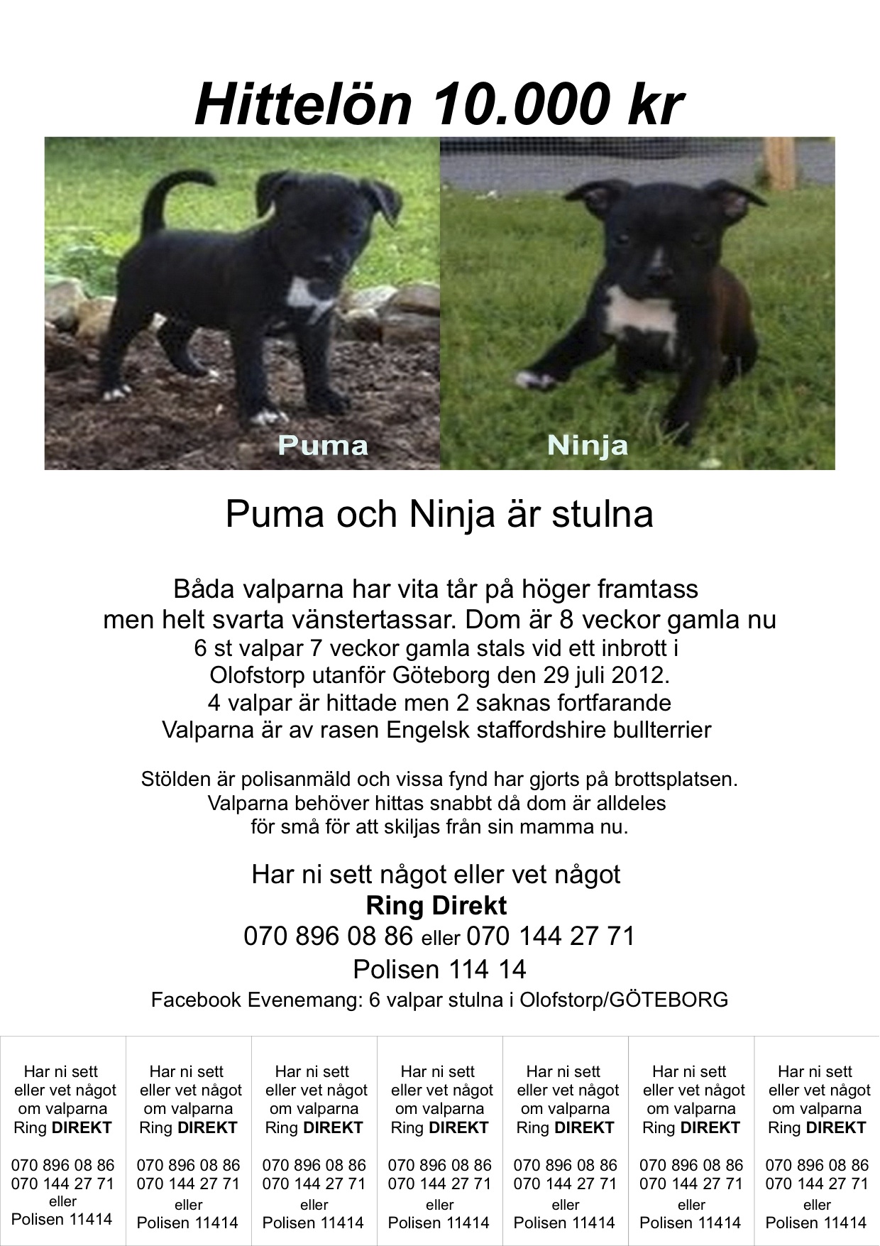 Försvunna valpar, Facebook, Hundar