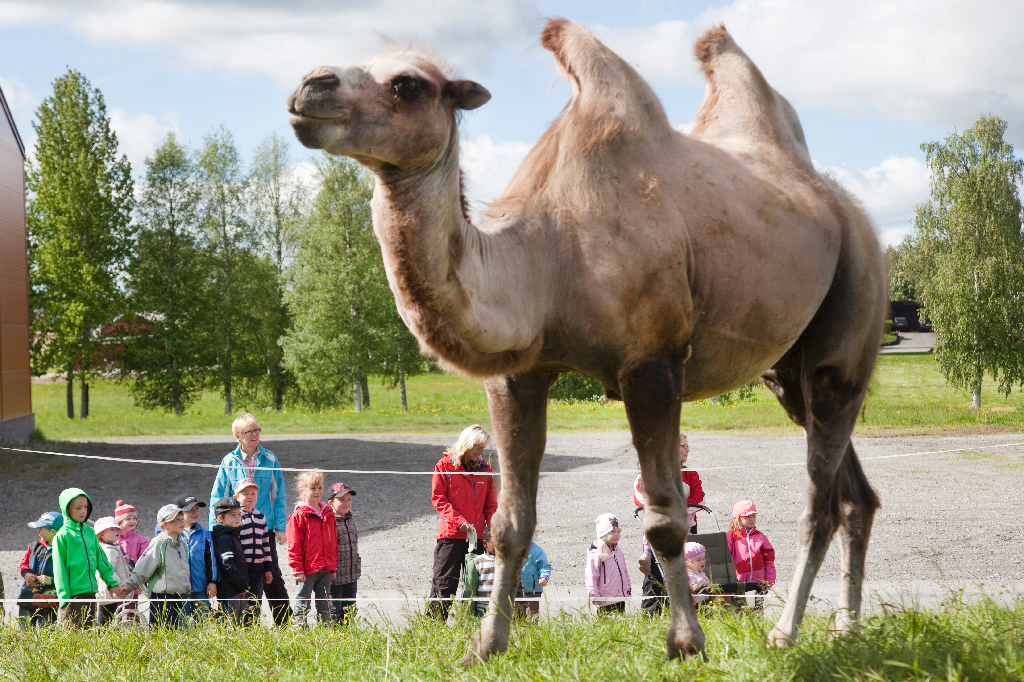 Barbro Hägg, Apor, Ölands djurpark