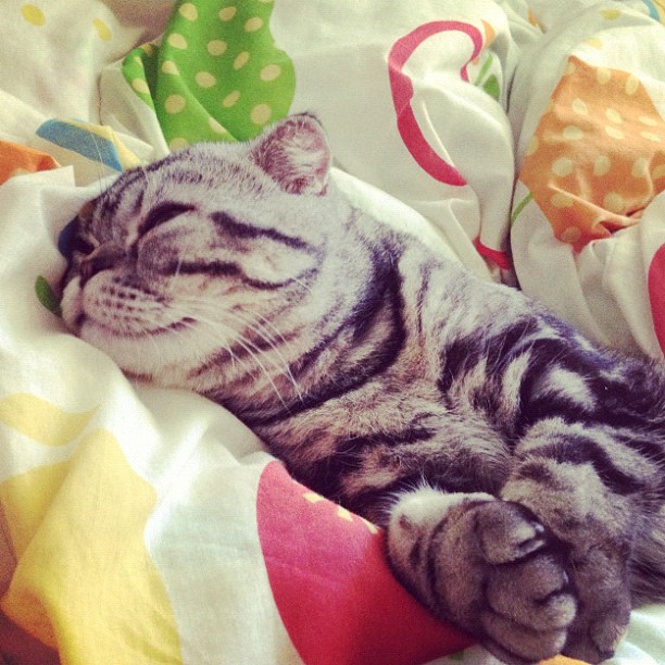  Choupette,  Mercy, Internet, Shishi-Maru, instagram, Katt