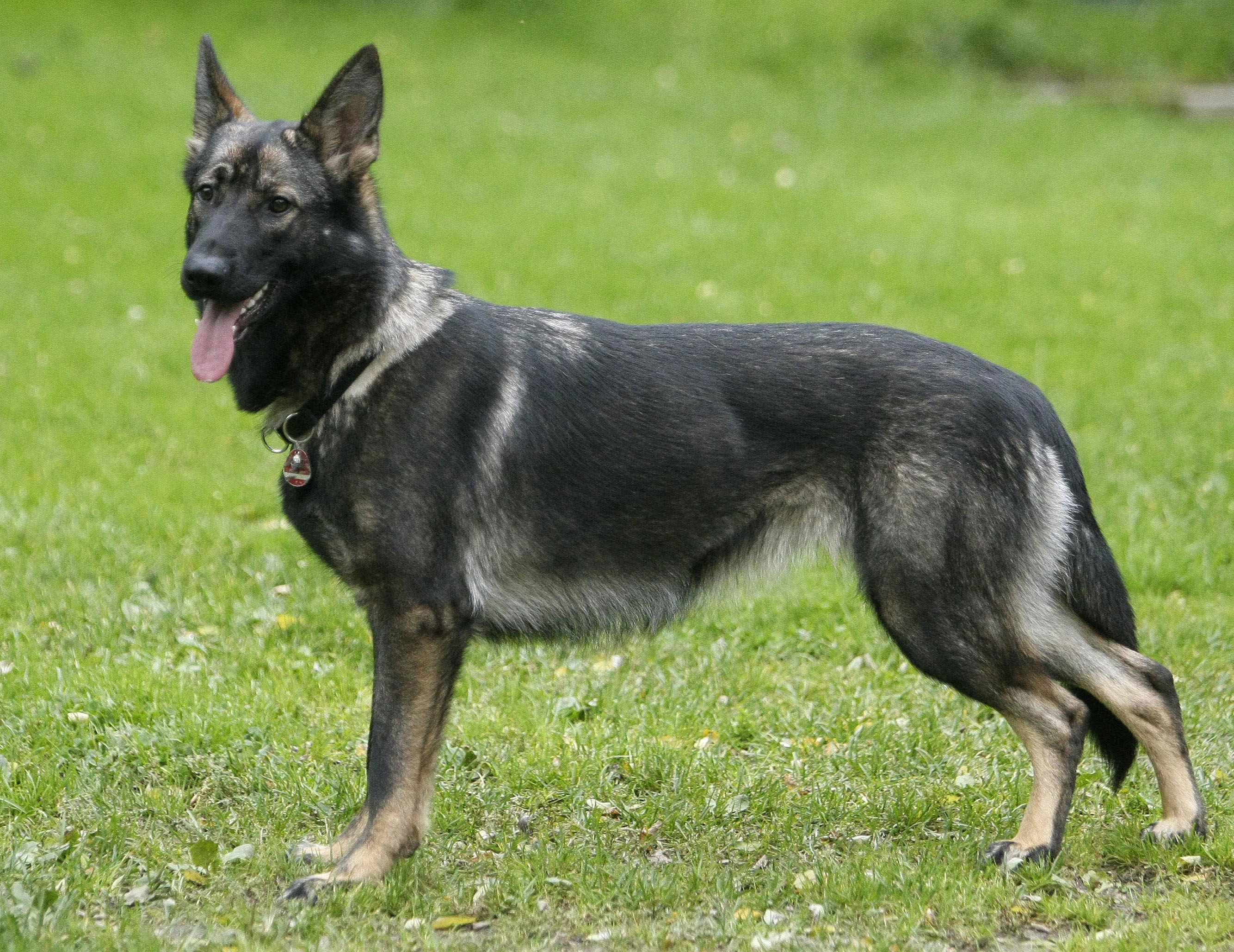 Hund, Vakt, Död, Djurplageri, Kriminellt, Djur