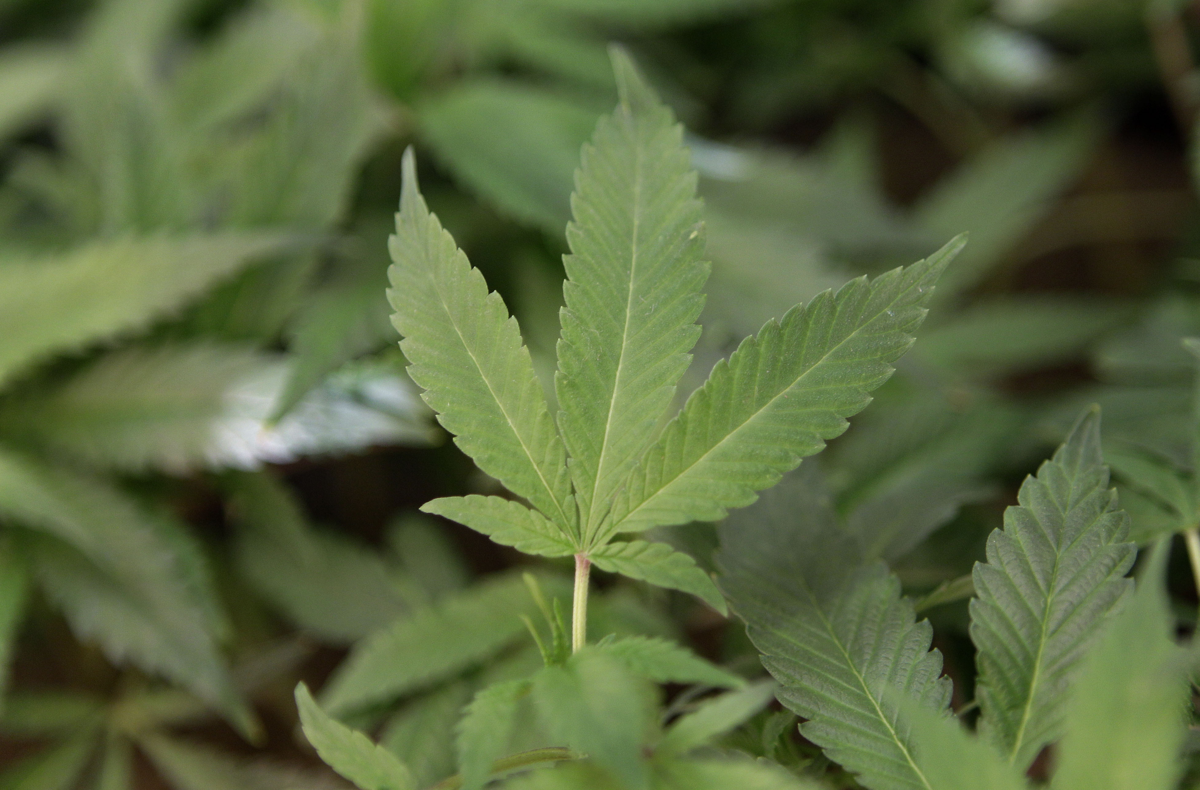 Hasch, Frank Jensen, Kopenhamn, Socialdemokraterna, Cannabis, Christiania