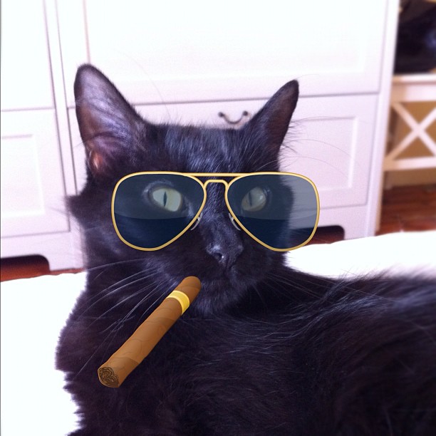 Rich Kids Of Instagram,  Rich Cats Of Instagram,  Choupette