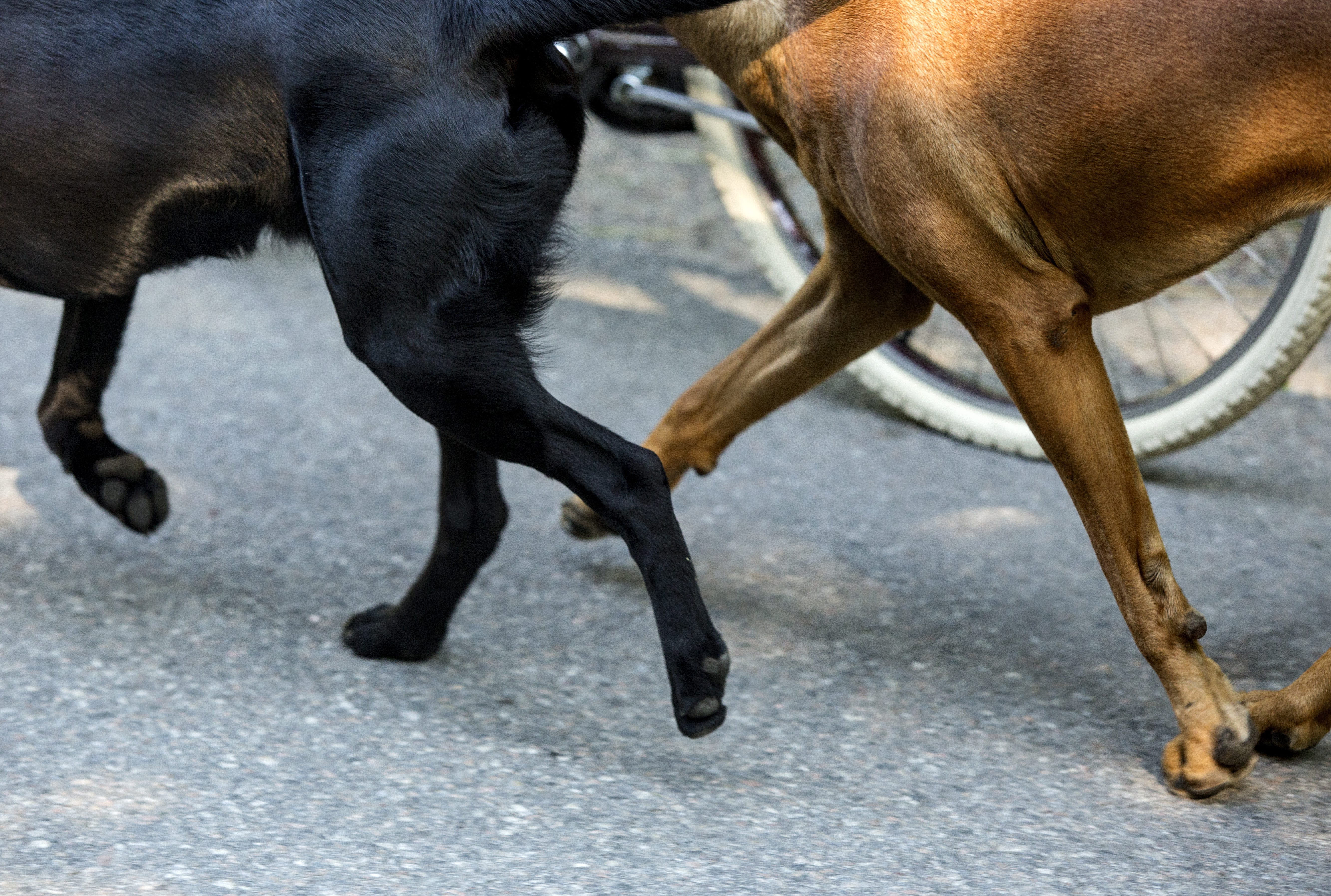 Hund, Slog, Vapen