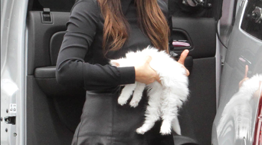  Mercy,  Choupette, Kanye West, Kim Kardashian