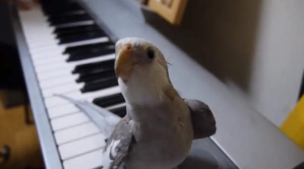  Sötchock, Sång, VideoExtra, Youtube, Piano, Fågel