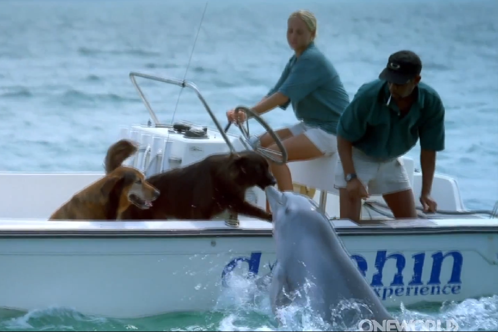 Puss, Båt, Delfin, Hund