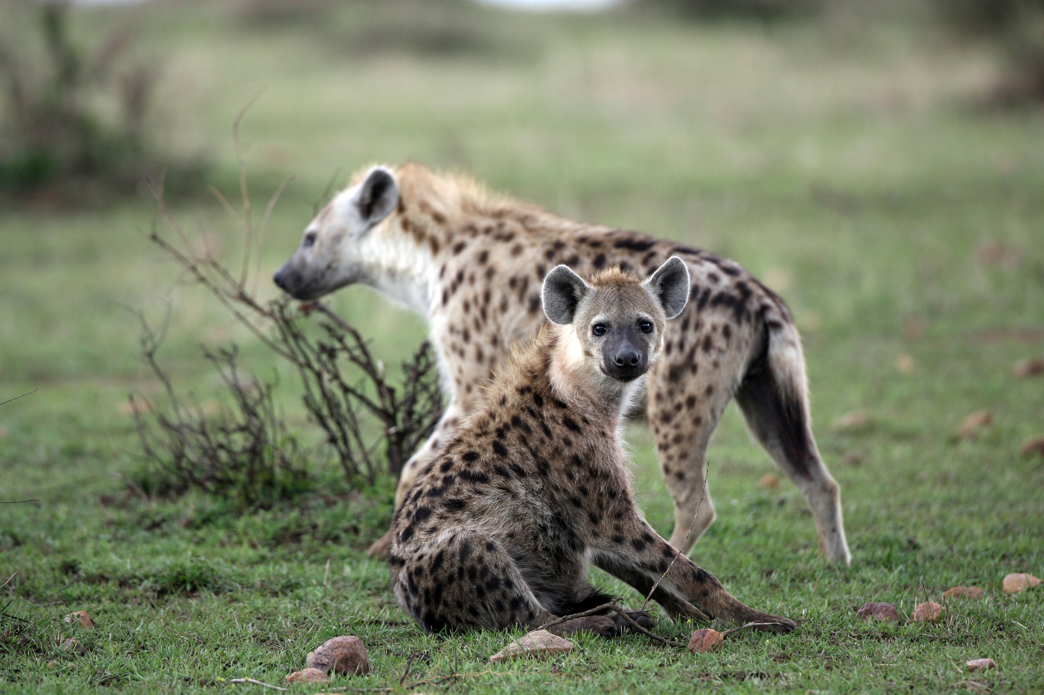 Kenya, Hyenor, Hyena