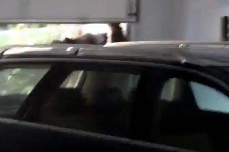 Björn, Video, Björnunge, Unge, Garage, Rädda