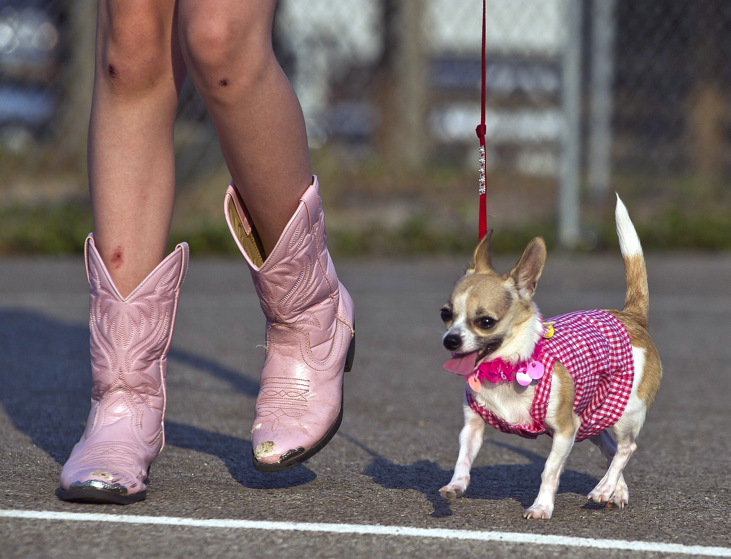 Chihuahua, Viltspår, Hund, Blod