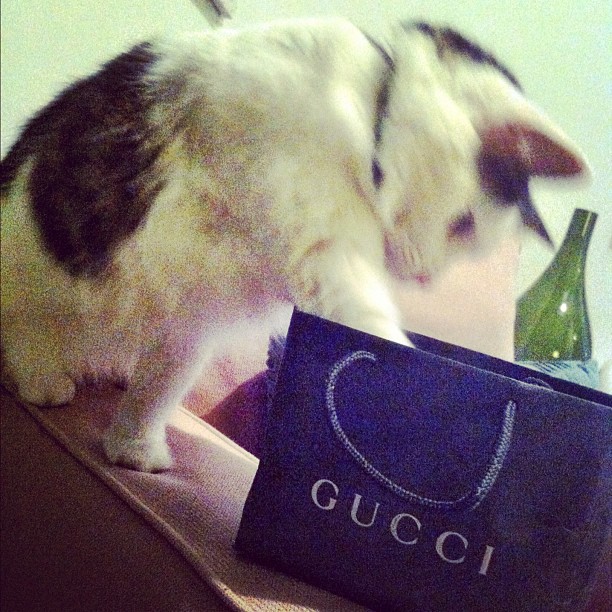  Rich Cats Of Instagram,  Choupette, Rich Kids Of Instagram