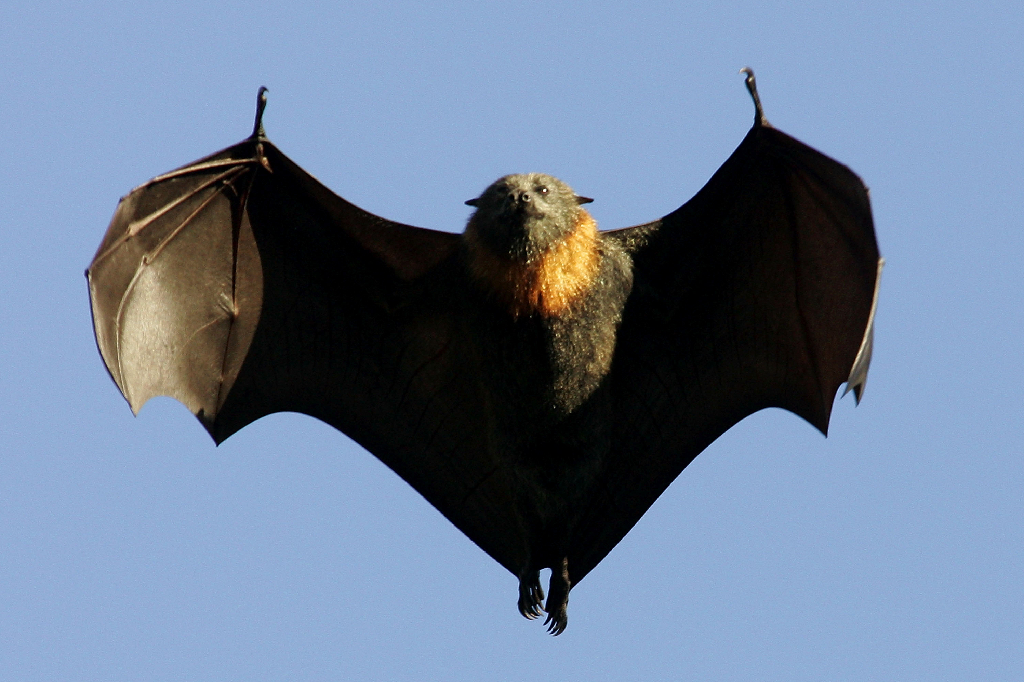 Rabies, Djur, Fladdermus