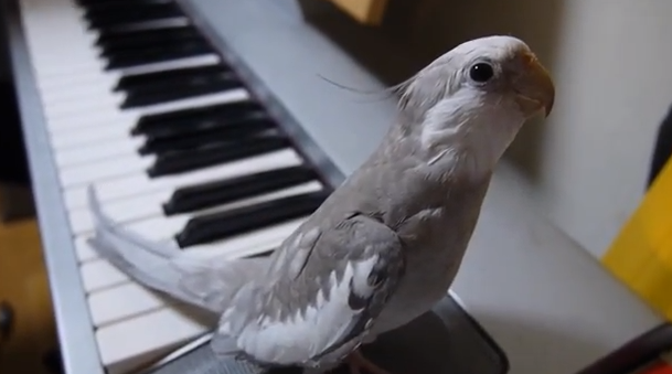  Sötchock, Sång, Fågel, VideoExtra, Youtube, Piano