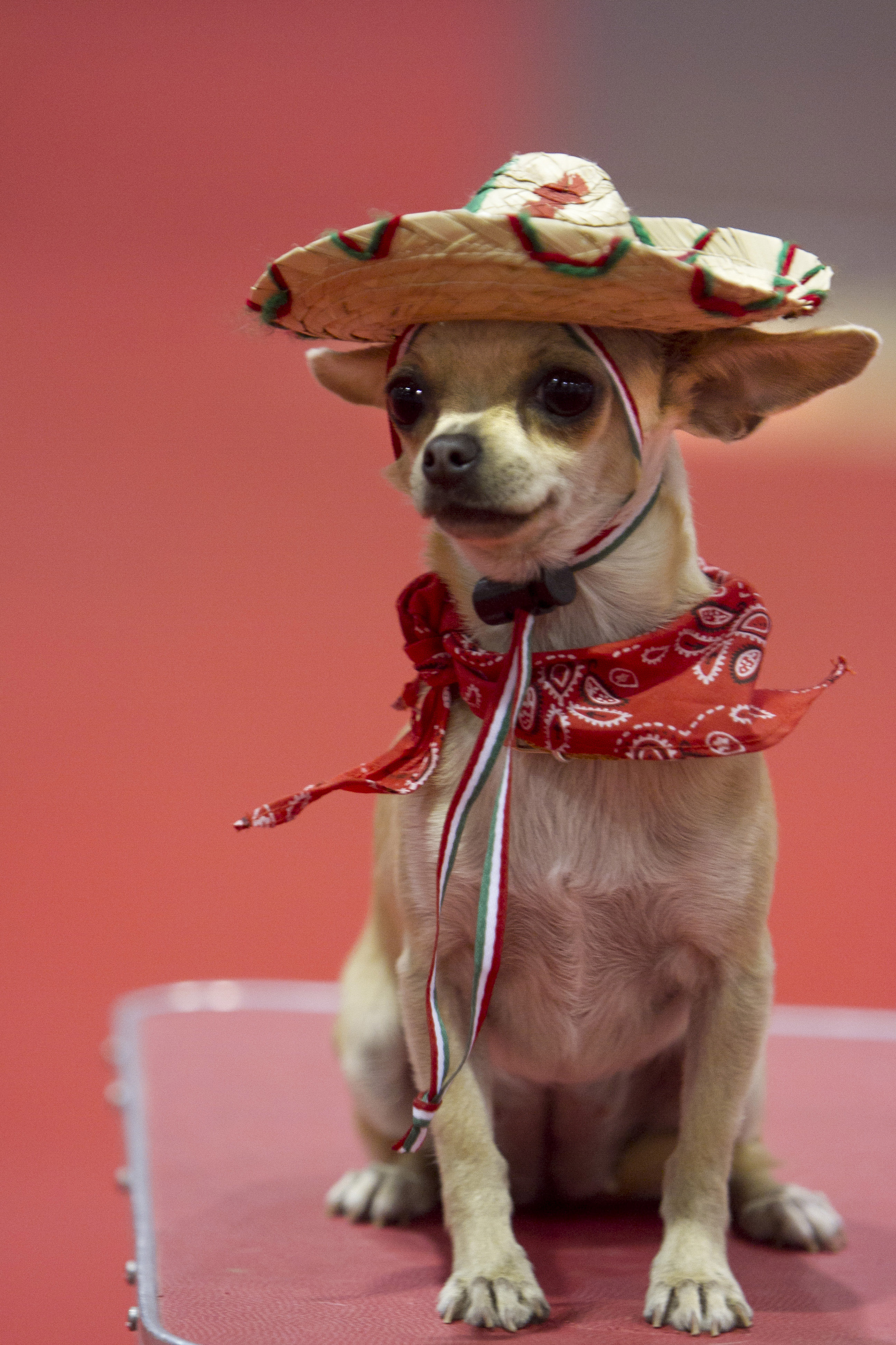 Viltspår, Blod, Hund, Chihuahua