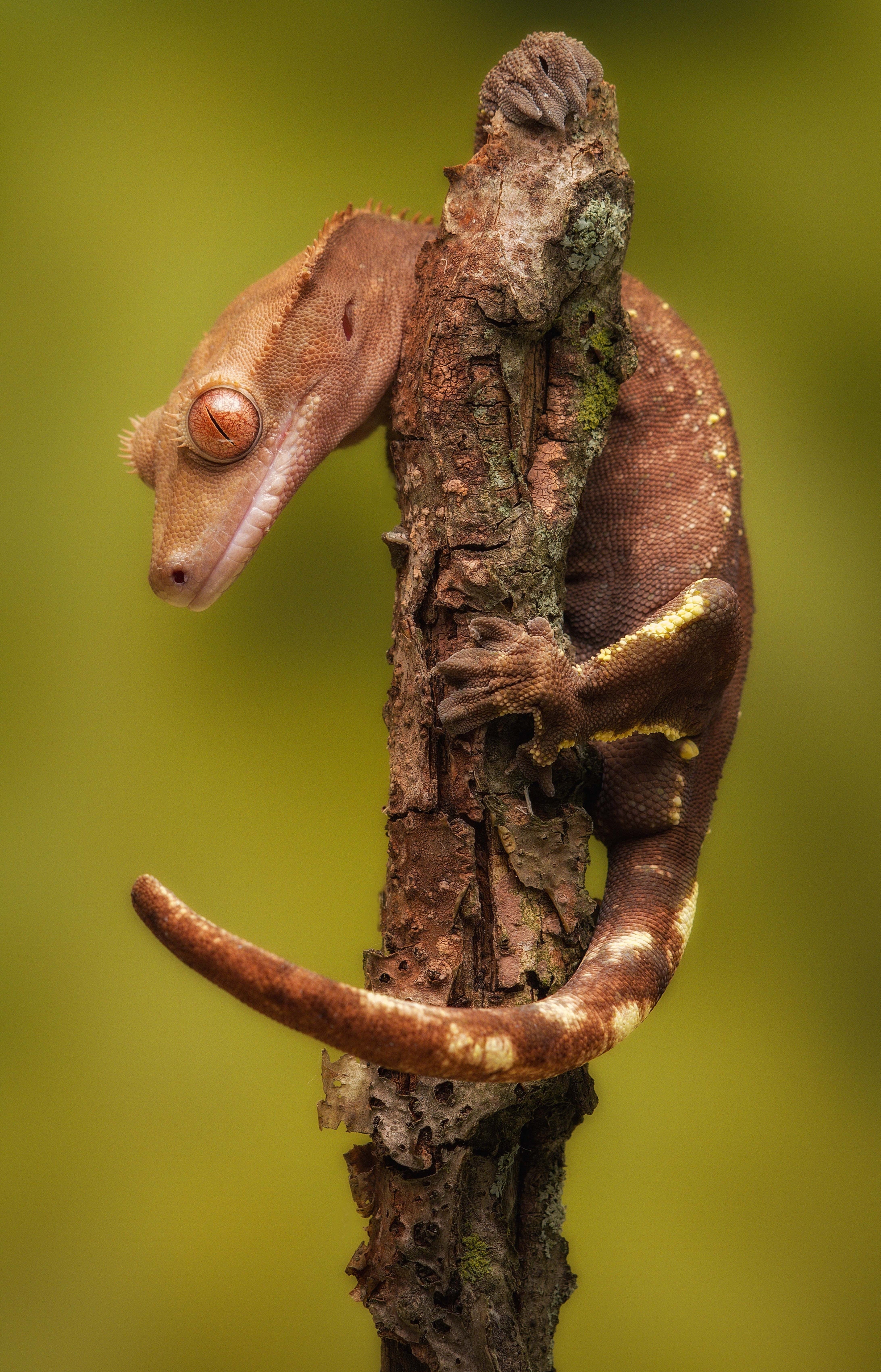 bildextra, Ödla, Foto