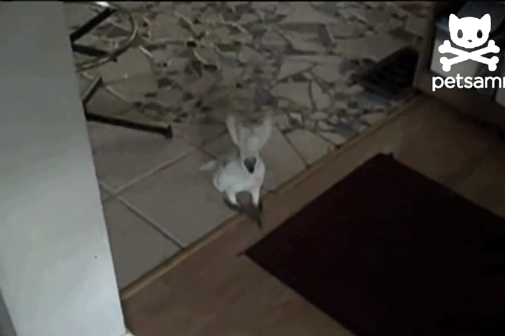 Video, Djur, Papegoja, Hund