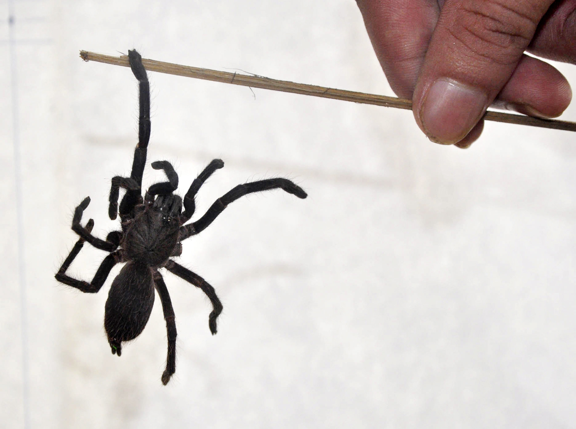 Spindelfobi, Indien, Assam, Spindlar