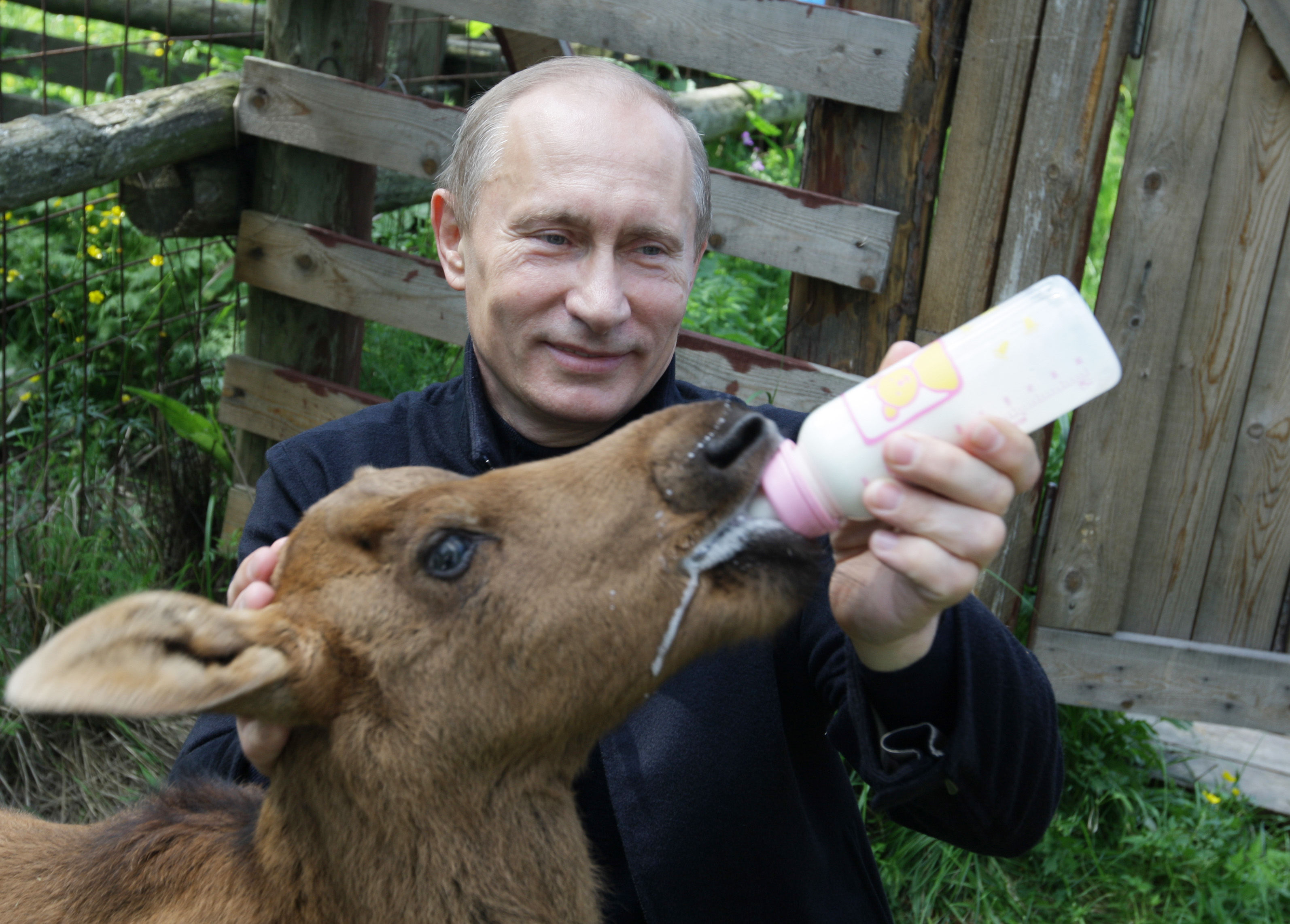 Vladimir Putin, Djur, bildextra, Ryssland