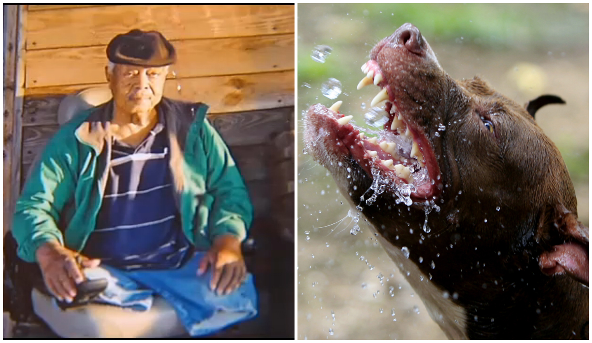 Kamphundar, Hundattack, Pitbullterrier, Pitbull, Amputerad