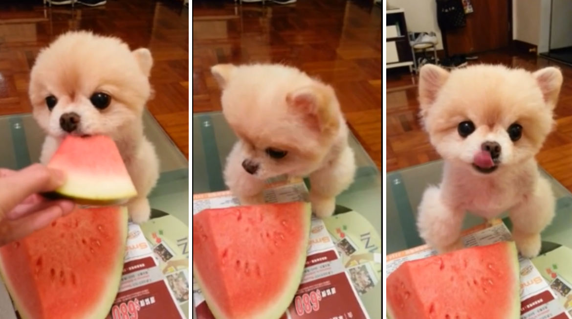 Valp, Hund, vattenmelon