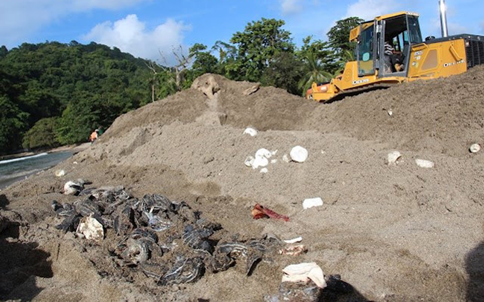 Havsläderskölpadda, Trinidad och Tobago, Massaker, Paradisö