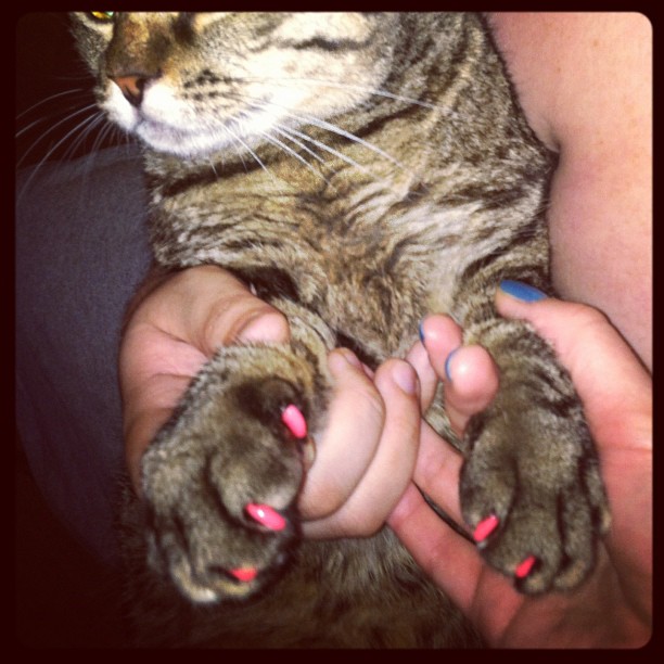  Choupette,  Rich Cats Of Instagram, Rich Kids Of Instagram