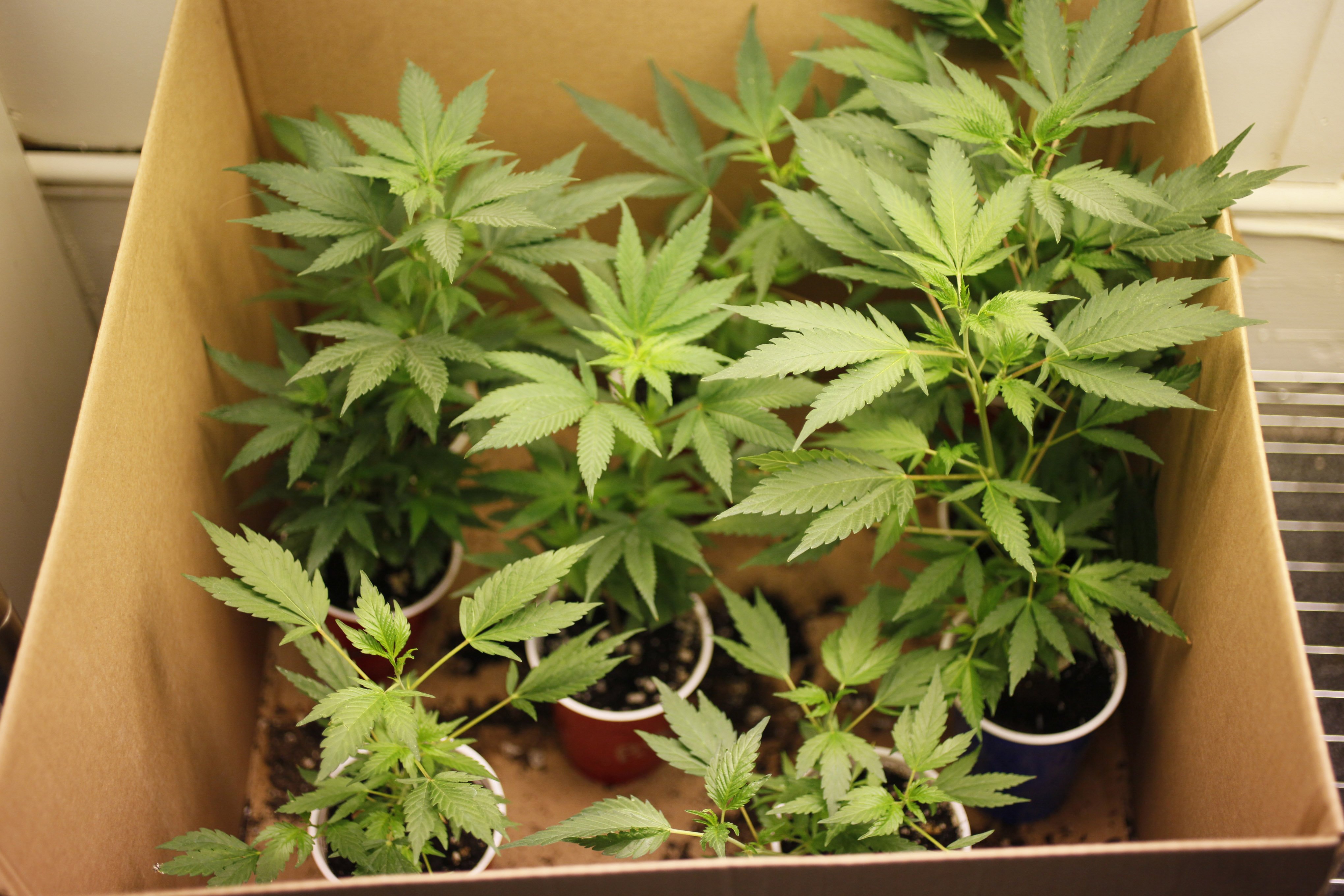 Legalisering, Droger, Utredning, Storbritannien, Marijuanalegalisering