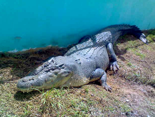 Krokodil, Död, Guinness World Records, världens största