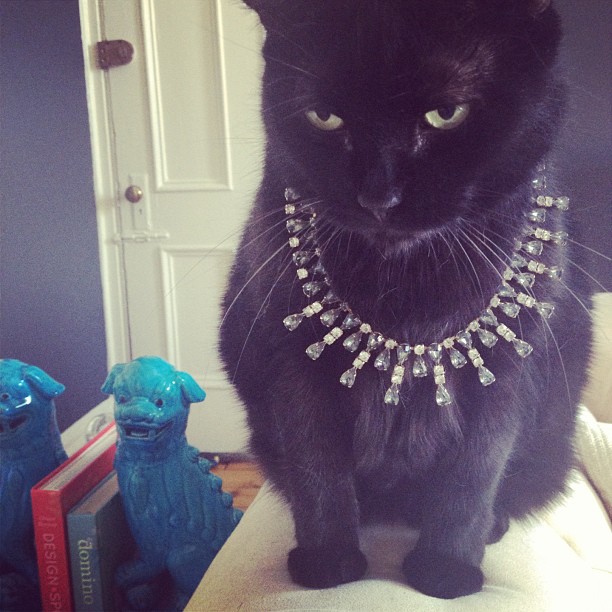 Rich Kids Of Instagram,  Rich Cats Of Instagram,  Choupette