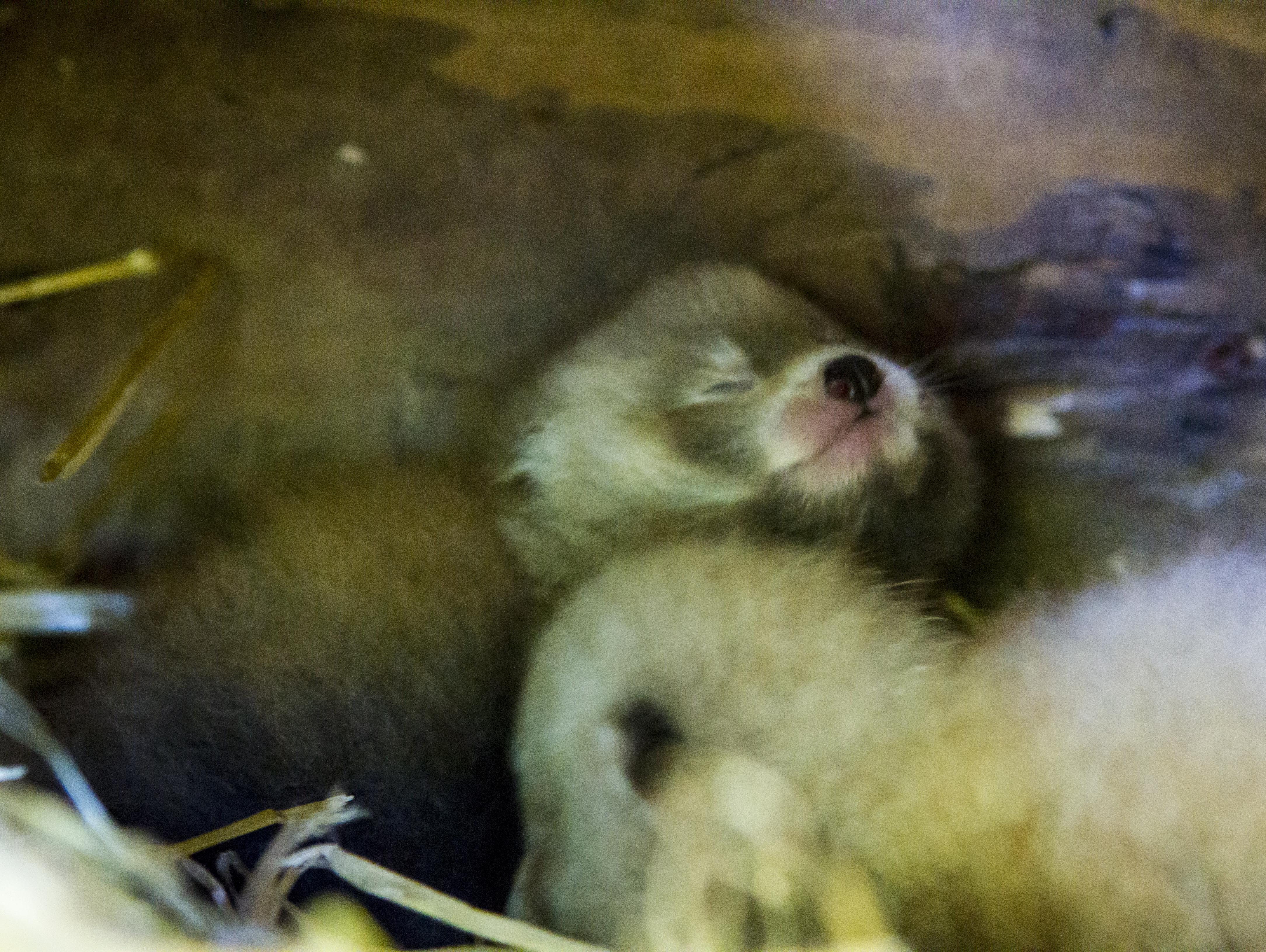 Ungar, Panda, Djur, Nordens Ark