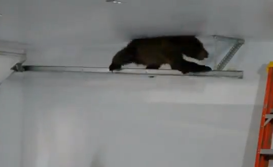 Garage, Björnunge, Unge, Video, Björn, Rädda