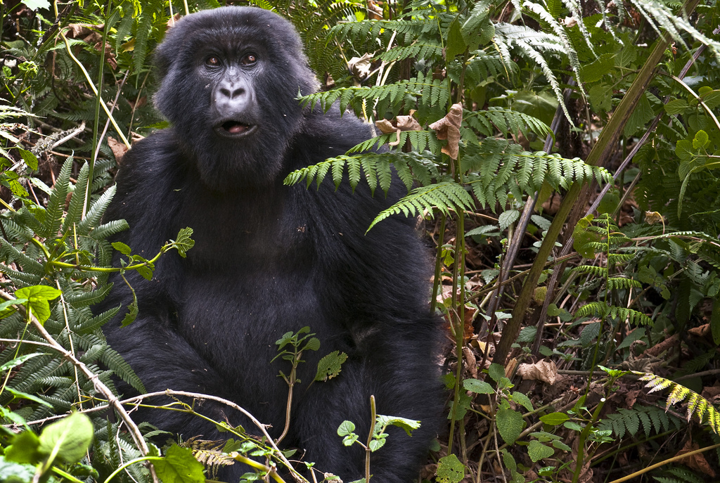 Afrika, Resa, Rosa bussarna, Rwanda, Uganda