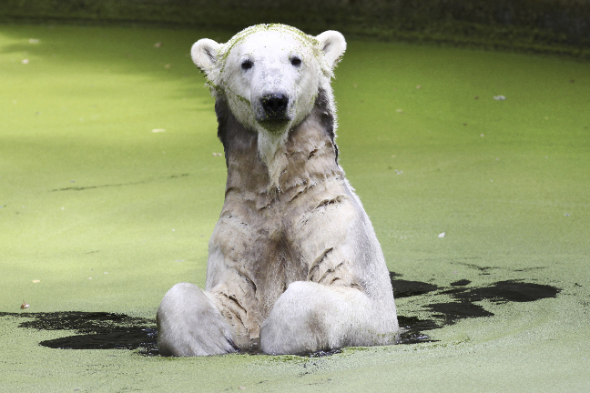 Knut, Berlin Zoo, Nyheter24, Död, Julkalender, Bortgång