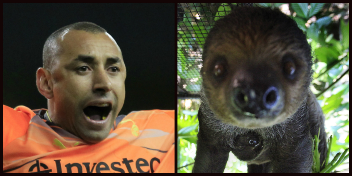Fotbollsspelare, Look-a-likes, Djur, Dubbelgångare