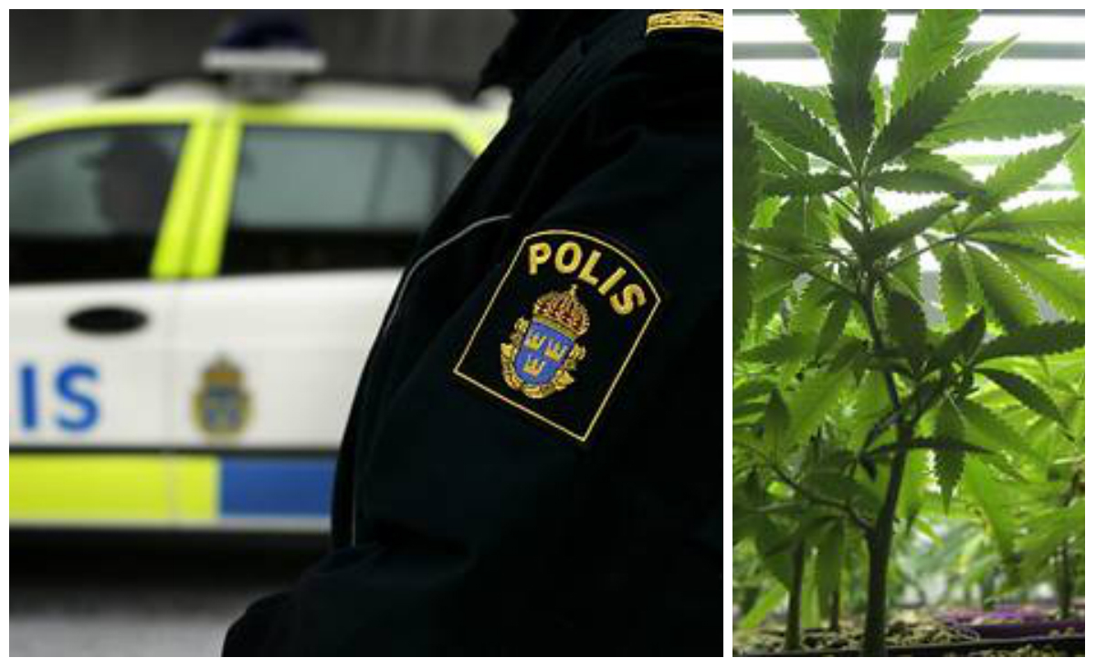 Polis, Cannabis