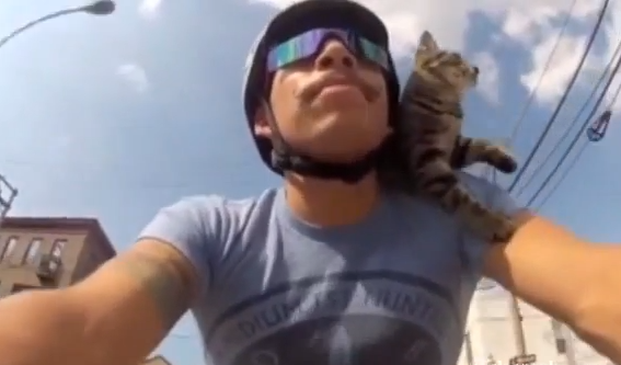 Budbärare, VideoExtra, Katt