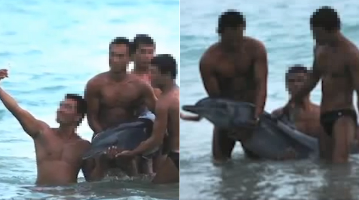 Turister, Delfin, Hav, Kina, Död