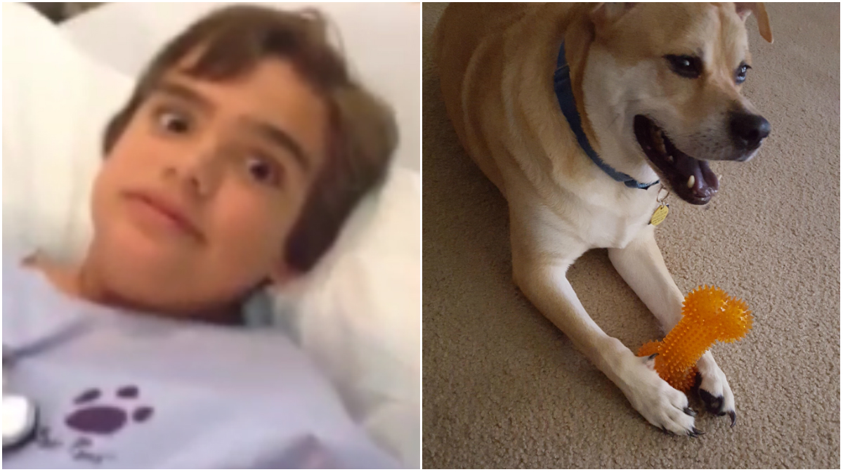  n24video,  Piper, Hundleksak