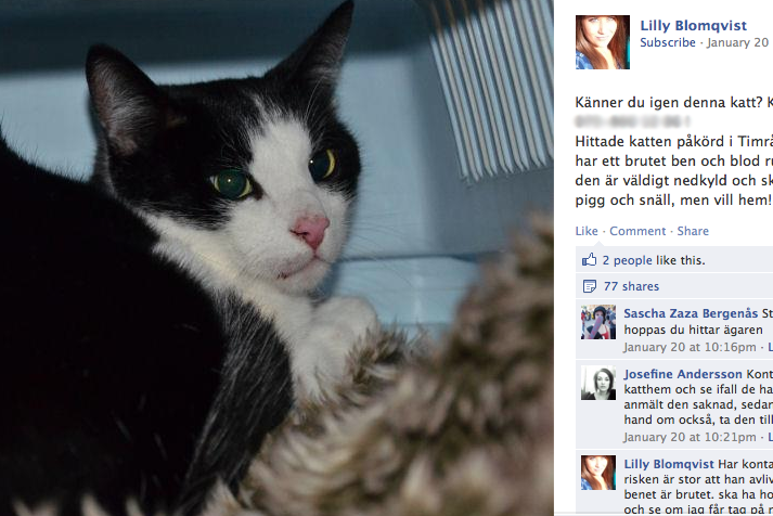 Kriminellt, Polis, Pengar, Katt, Djurmisshandel, Djur, Djurplageri